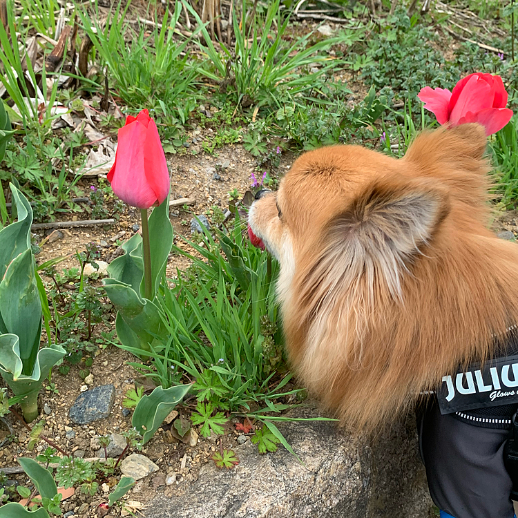 今朝雨が降る前にお散歩に行けたので、お休みの日のロングコース。
チューリップ🌷が咲いていたので、こちらでもコラボ📸
匂い嗅いで可愛いなあ💕なんて思っていたら…