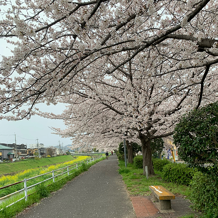 桜のトンネルです🌸
もう雨が降ってきたので、ほんとの最後です🌸