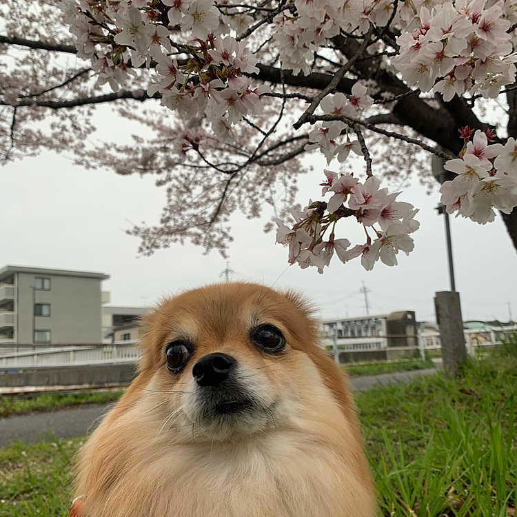 お散歩コースの桜並木が散り掛けの満開🌸
ギリギリ間に合って良かった🥰
