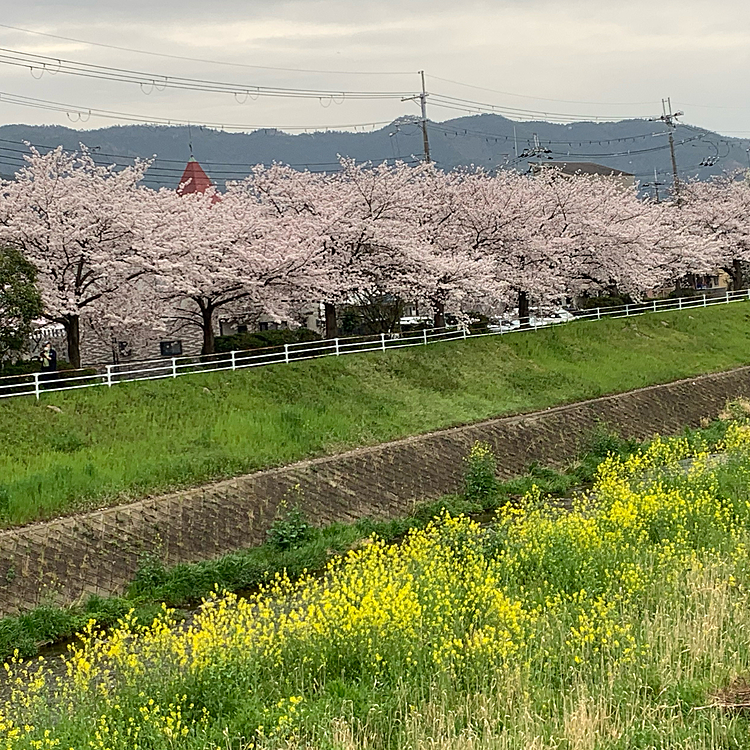 桜並木と菜の花。
綺麗でした〜✨
また、来年楽しみにしていよう🌸