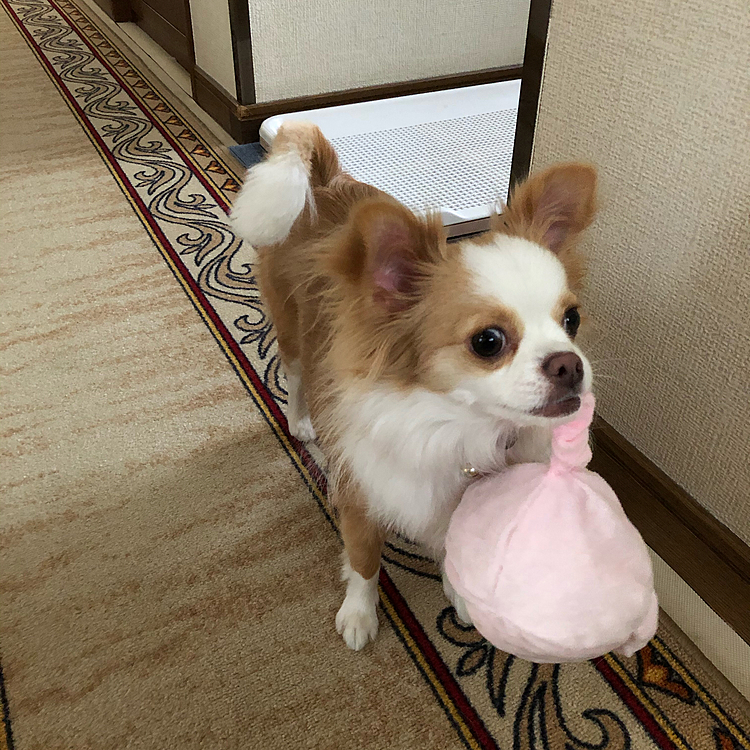 小春はブタさん🐷狩りを二刀流🎵🐶
朝からドッタンバッタン💨
元気モリモリてんこ盛りです✨🤣