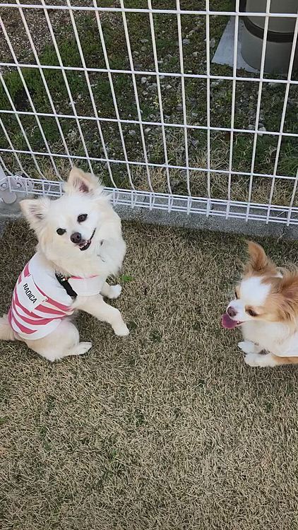 昨日はお天気よかったのでドッグラン🎵
走ったらちょっと暑いくらいやったよね〜😆