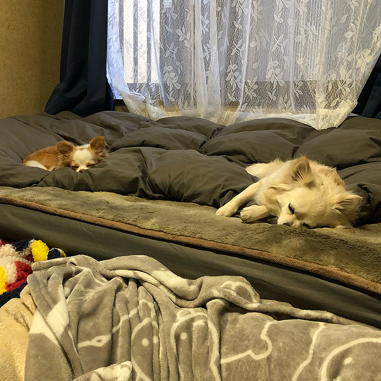 帰ってきたら疲れたようで寝んね💤
相変わらずのソーシャルディスタンスです🤣