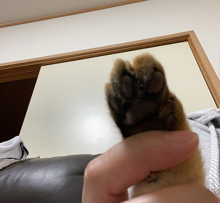 うちのアビシニアン、『バロン』くんは生まれつき左前足の指が一本足りません😌
中で2本の骨が繋がってます！
チャームポイントがある招き猫ちゃんだからこそ愛くるしい❤️
元気に育ってね♪