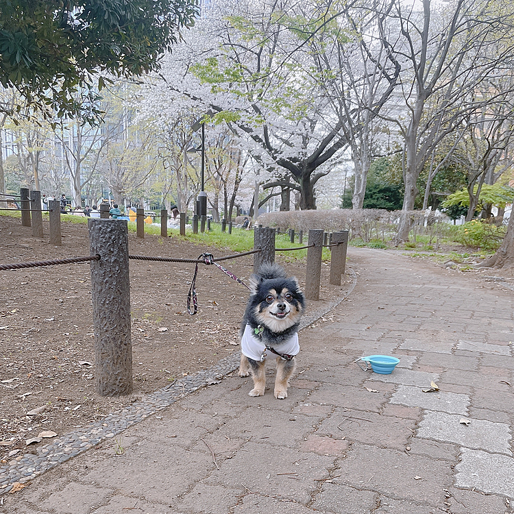 
お花見してきました🌸🌸
とらくんももちろん参加♪

いつも行ってる森林公園🌳です🌸

満開でとても綺麗でした〜😊
皆さんの投稿も桜が増えてきましたね❣️

春はやっぱり桜見たくなりますよね(≧▽≦)

