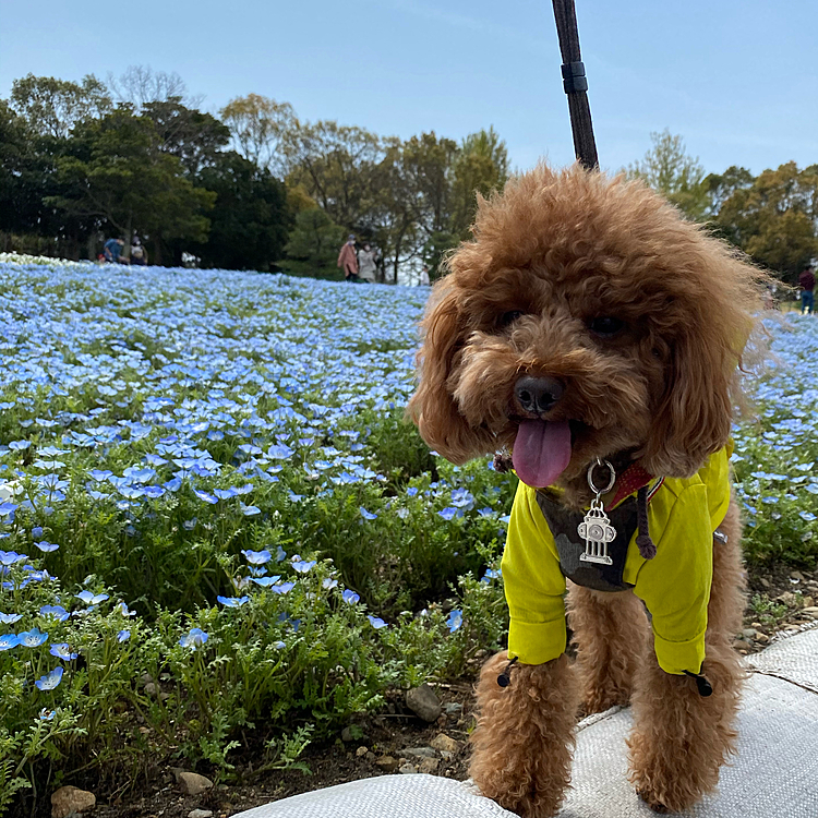 当日朝にようやく隣県静岡のガーデンパークに決まりました😉
ここは昨年紫陽花の時期に来ましたが、かなり暑かったので長居出来なかったし🐶はキャリーバックやカートに入っていないと入場出来ない場所もありそのリベンジです❣️

憧れのネモフィラ畑やとにかく色とりどりのたくさんの花がいっぱい咲き誇っていました💐