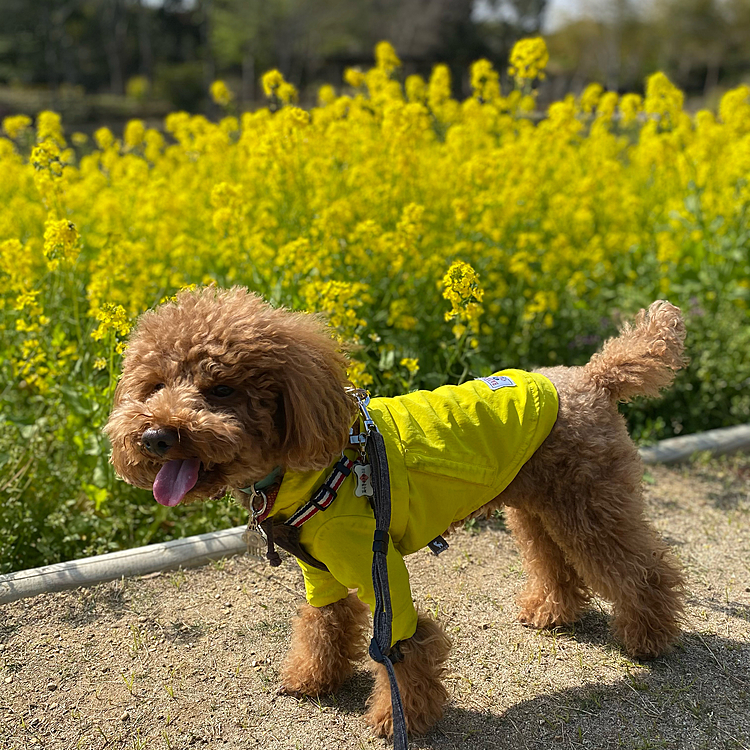 菜の花も綺麗🌼