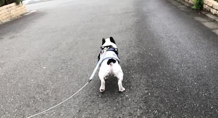 お散歩に出るとショートカットコースの公園に駆け上って💩を済ませると、裏の階段を駆け下りてグイグイ😅
早く家に帰りたいのかと思ったら、自分たちだけ遊んで来たんだからクルマに乗せろ❗️😤というアピールでした😆
