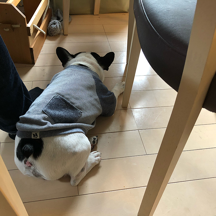 まろは、またどこかに行くんじゃないかと警戒して後を追いかけてきますが、今はテーブルの下でひっついてます😅