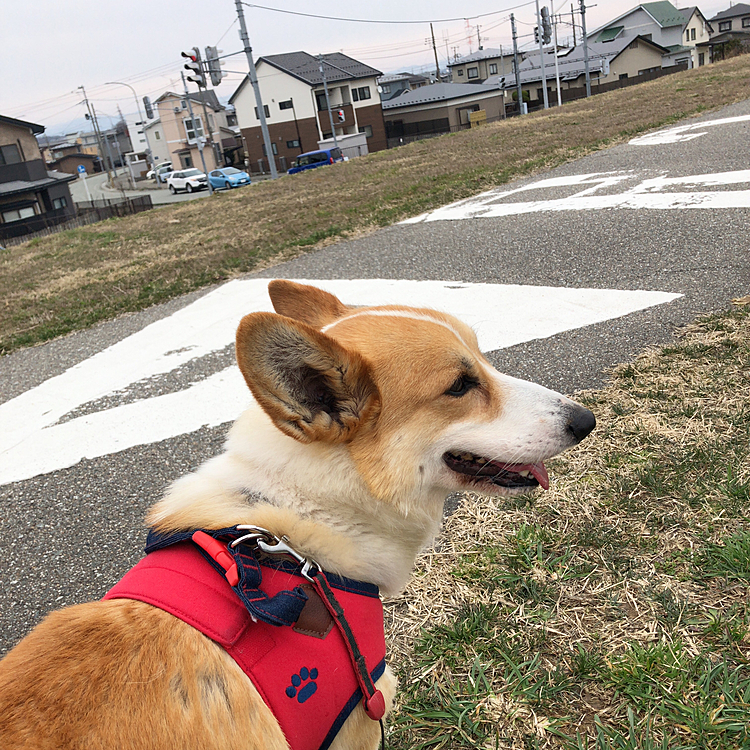 午後から雨予報だったので、降る前に土手に散歩行ってきたよ😊
毎日長時間のお留守番だから休みは走らせないとね😊