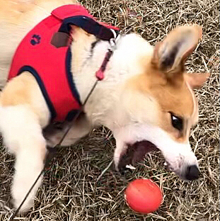 野生の顔🤣
