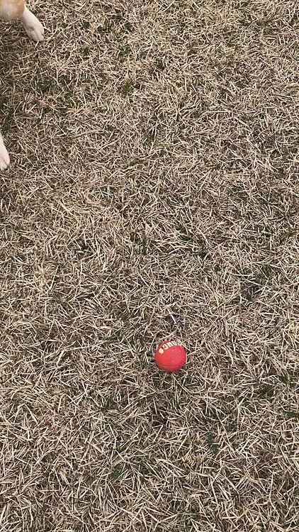 お馴染みのボール遊び😊
やはり持って来ず。。放置！
早く次投げてくれ😊ってか？笑笑
なので蹴ってやりました🤣笑笑