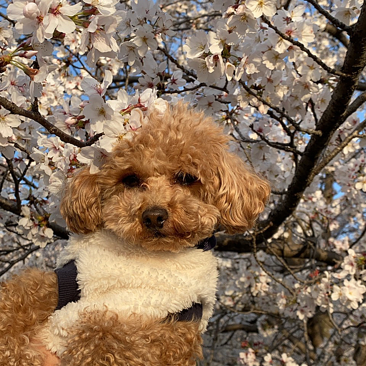 🌸お花見🌸お散歩♪