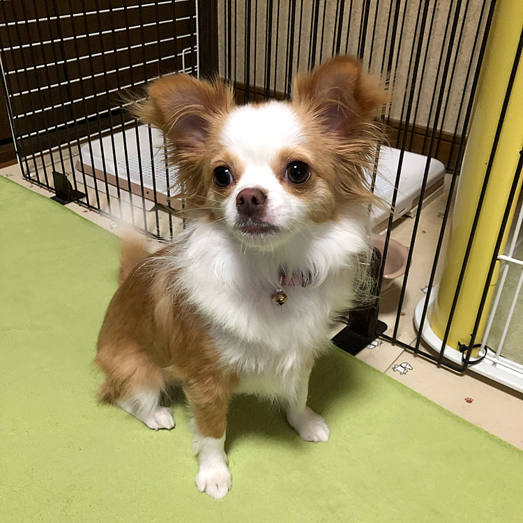 おはようございます😄

小春🐶
今日で１歳になりました🎊🎂
