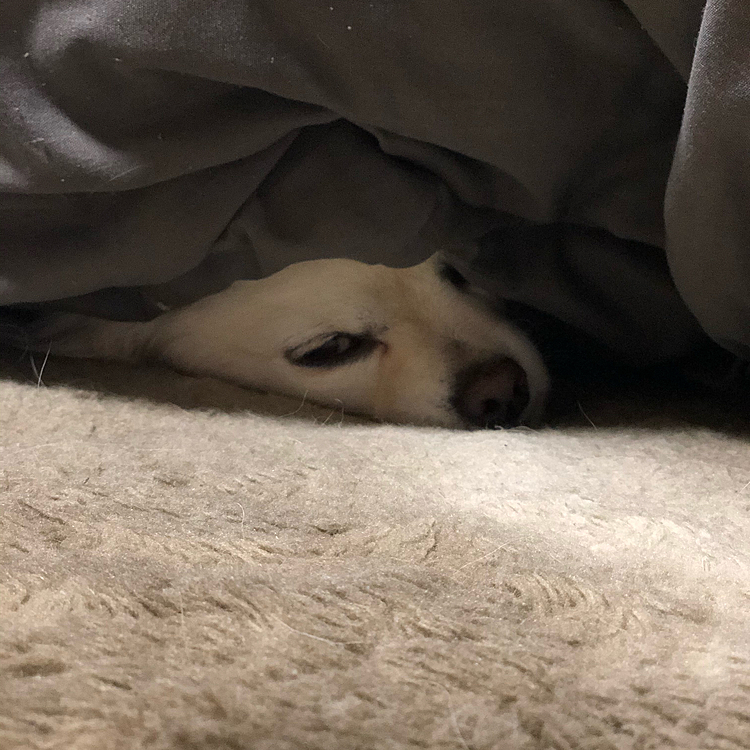 小雪🐶
月曜日の早起きはツラいのよね〜🤣