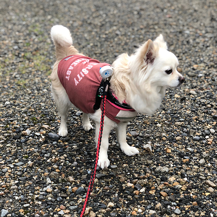雨は上がってたから
今朝はお散歩に行けたよ〜🎵🐶