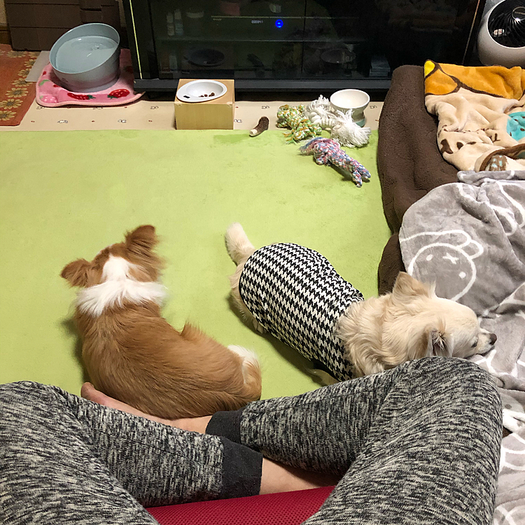 昨日のソーシャルディスタンス
小雪は眠くて寝そうやけど
小春は鹿の角をガシガシ中〜🎵😂