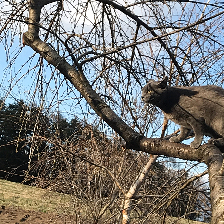 おはようございます٩(*´꒳`*)۶
月ちゃんが、木登り出来るようになりました！！！
(梅の木)