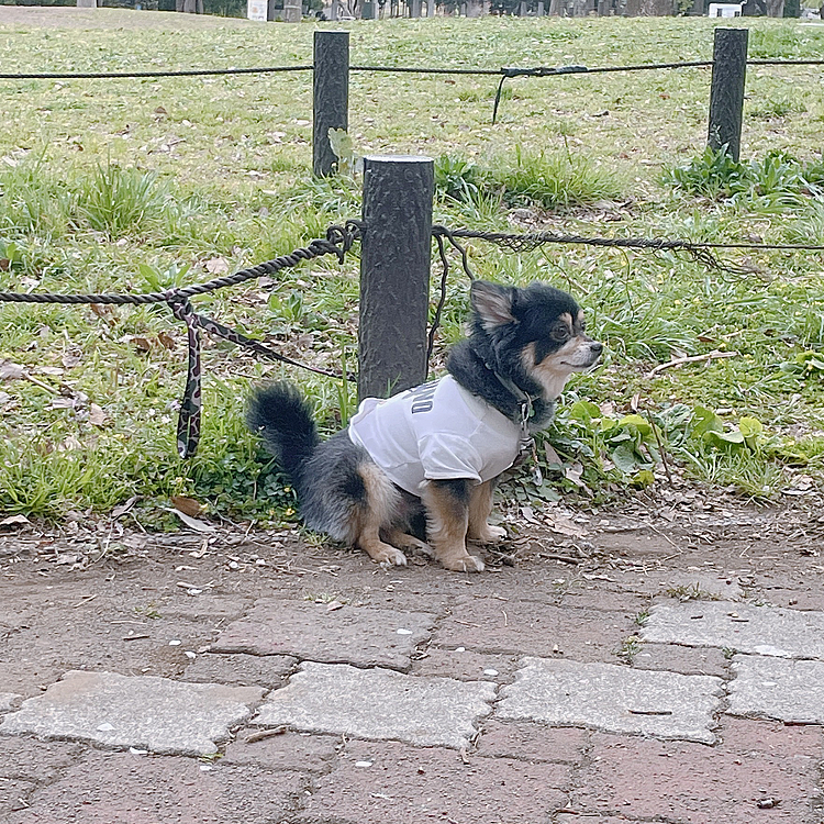 
お散歩がてら朝からお買い物♪

久しぶりにペットショップの看板犬、
愛しのカモちゃん🐶に会ってきました❣️

とらくんテンション爆アゲ🤣🎉

やっぱりダイスキみたいです🐯🐶


少し遊んで、一周して帰ってきました😊

