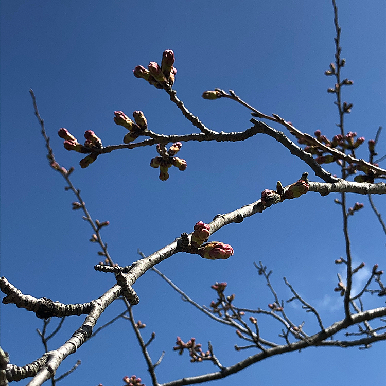 公園の桜🌸
まだツボミでした😊
開花宣言したから、これからが楽しみです😊🌸