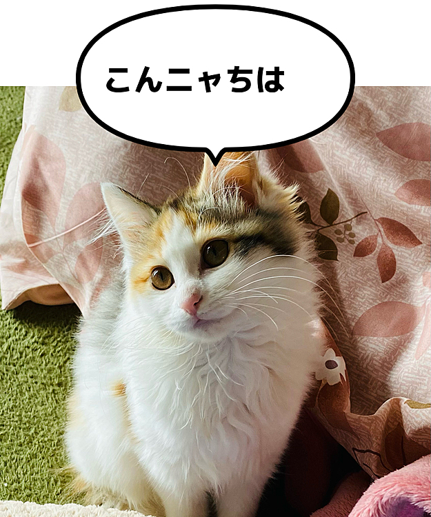こむたんの投稿