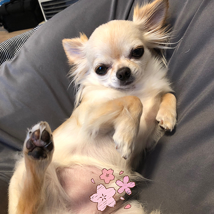 2021.3.29(月)
こんにちは☀️
今日は暖かく少し動くと汗ばみました💦
写真は今朝のくうです🐶私が仕事なので早くお散歩に行こうと誘っているのにわざとクッションでゴロンしていました😃遅くなってしまい庭でチッチだけ済ませました。帰ってきてレアキャラの次男も一緒にお散歩に行きあちこちぐるっと２周回ってきました😆😆