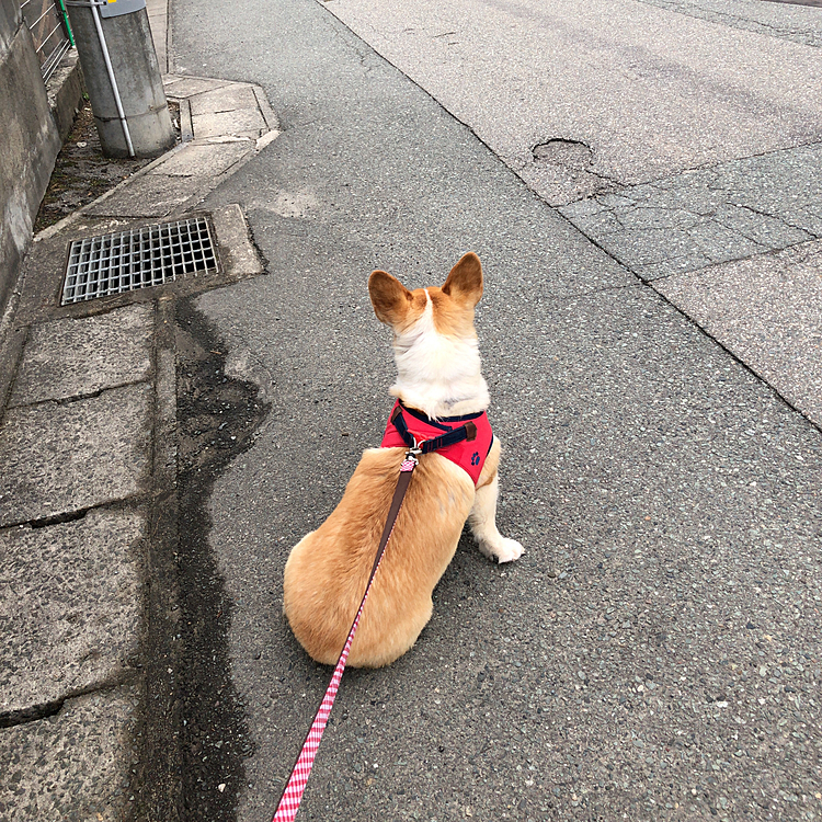 こんにちは😊
散歩の途中で座り込み💦
どした？と思ってたら遠くで誰かゴミ捨てに🌀手を振ってたので誰かと思ってたら、お友達のマブくんのおばあちゃんでした💦
まある遠いのによくわかったね🤣