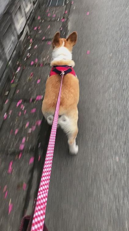 でも、人間の女の人には好かれます😍
この前お花のおかーさんが居たところ。
今日はお姉さん😃
お家の中にヨーキーちゃん居るの。
でもお外が怖いらしく出てきません💦
５年くらい経ってから豆太郎くんって知りました🤣いつかお散歩一緒に出来たらいーね😊