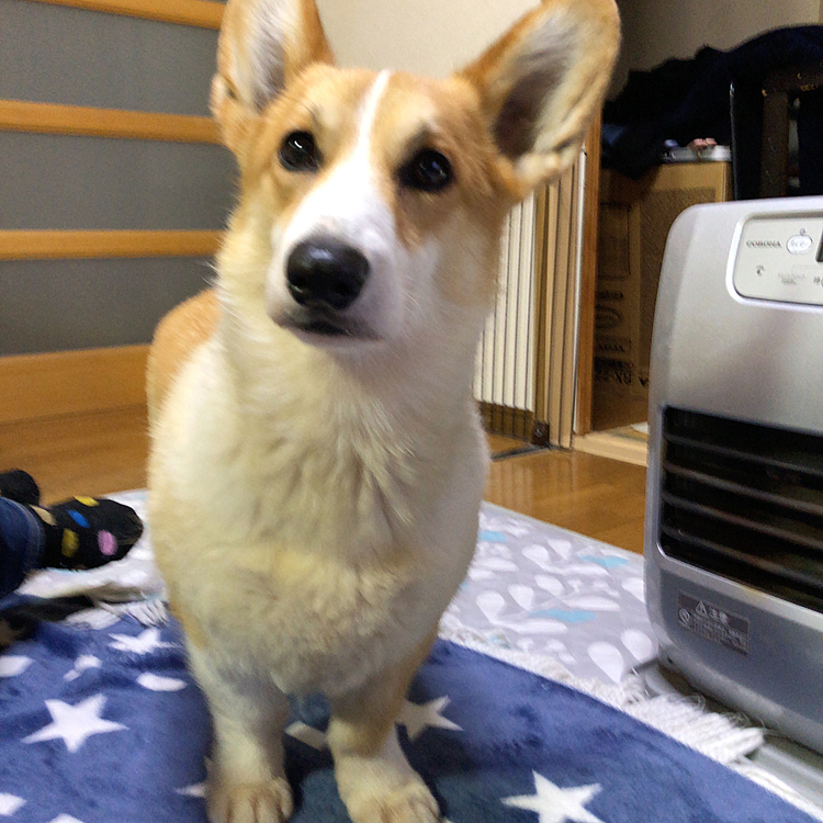 お散歩済んだし😊
ねー？早くご飯っ😊
あー😊はいはい💦笑笑