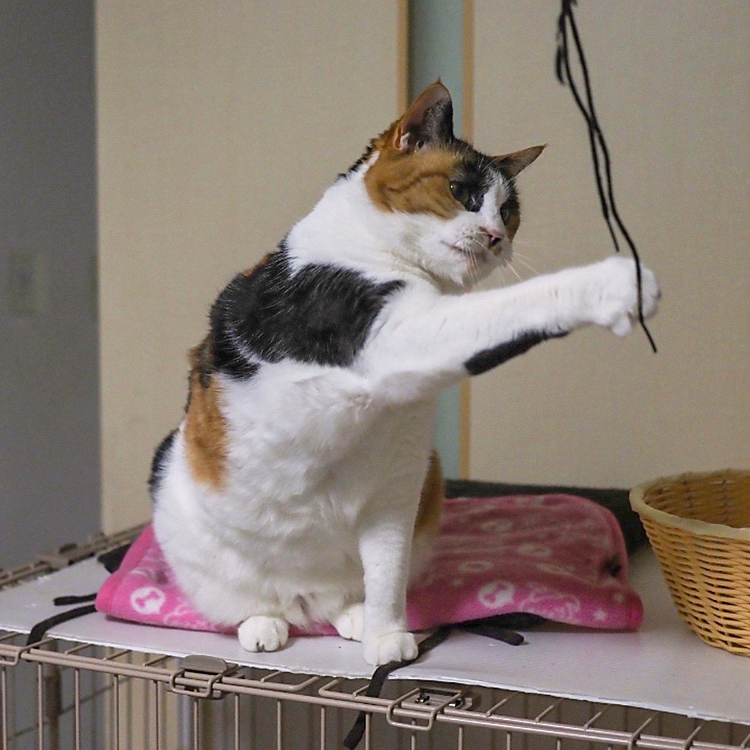 右パンチ炸裂にゃ