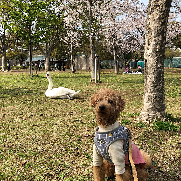 「ニコと桜と白鳥と」
土曜日に手賀沼公園という公園に
行ってきました😃
名前の通り手賀沼の周りにある公園です。
散歩をしていたら、白鳥？らしき鳥が
寛いでいるではありませんか😳
逃げないようにそっと近づいて写真
撮影です😊
白鳥って陸上で寛ぐんですね。
