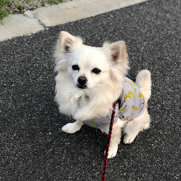 おはようございます😄
小雪は今朝も元気いっぱいお散歩してきました🎵🐶
見知らぬシーズーちゃんがお散歩してたから
ついて行こうとしてたけど…
小雪、アンタ…犬見知りでご挨拶できへんやろ❓🤣