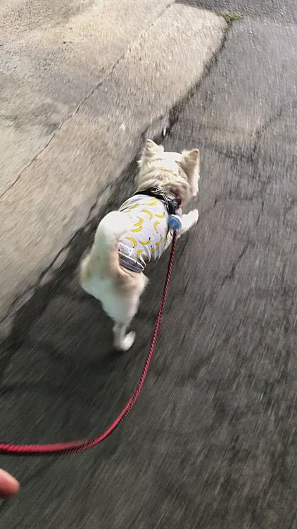 朝からお散歩ルンルルンルル〜ン🎵🐶
軽快でいいね〜✨