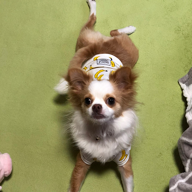 小春
昨日はたくさんの方にお祝いコメント頂き
ありがとうございました😊🐶
小春は夜にお誕生日ケーキを食べてご満悦でした💕