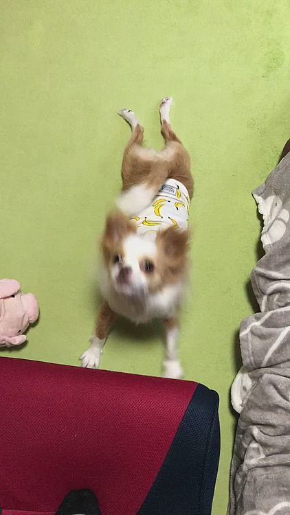 朝からジタバタ💨
その後ろ足はなに❓😂
小春…もしかして…
平泳ぎできるようになるかも〜🤣
