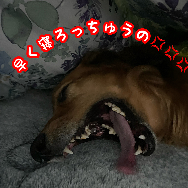 昨日の布団の中でのココU･ω･U
上げるの忘れてた(笑)