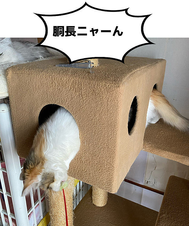 「ほんとはこんなに長くないニャん。
あたちまだ5ヶ月ニャの」。。。ってもう成猫に近いかな〜。。。