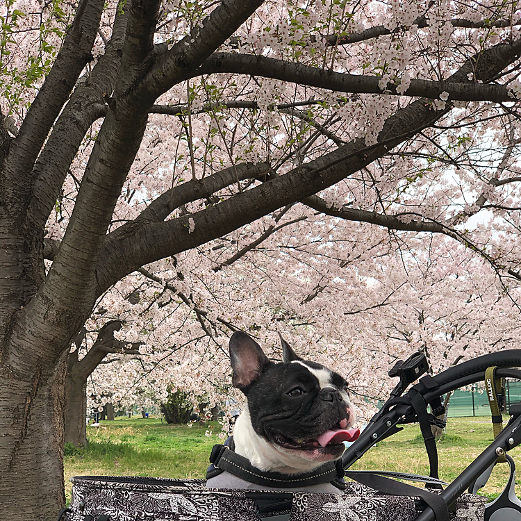 今日は満開の桜を見に、まろ母、娘も一緒に大きな公園に行ってきました😀