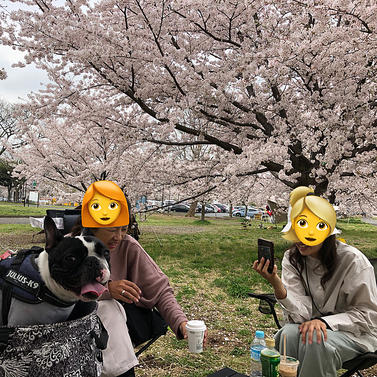 コンビニ弁当でしたが、お花見を楽しみました🍱