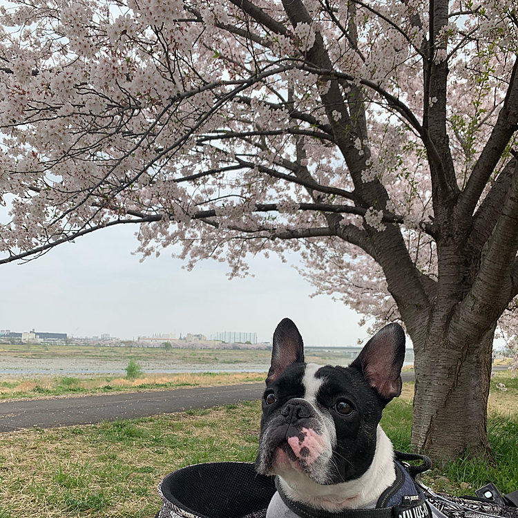 まさに満開❣️見事なタイミングの桜でした😆