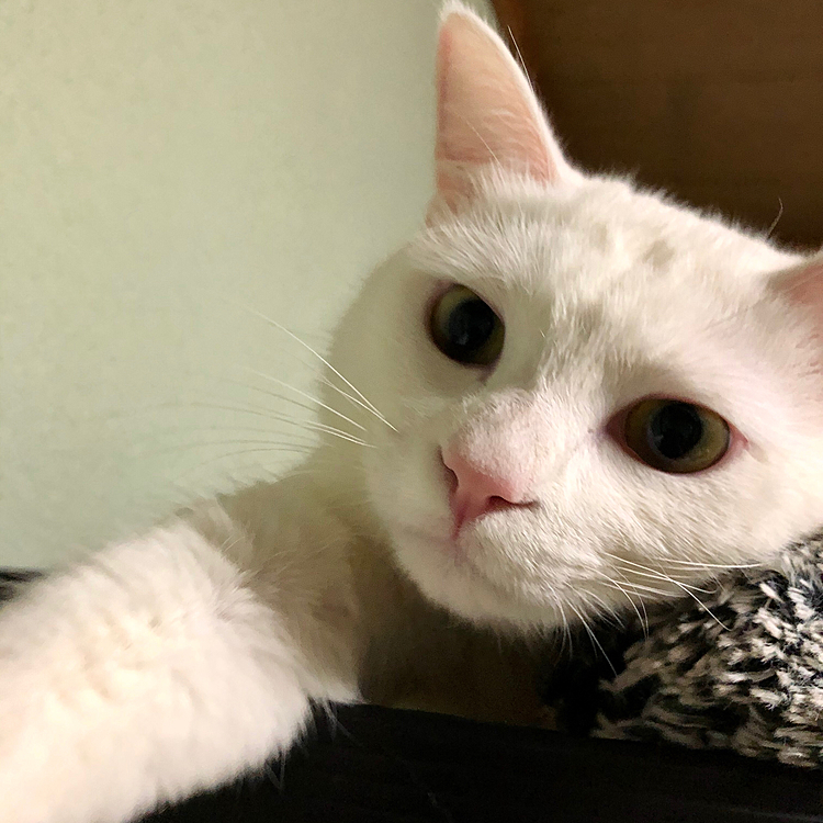 自撮り🐾