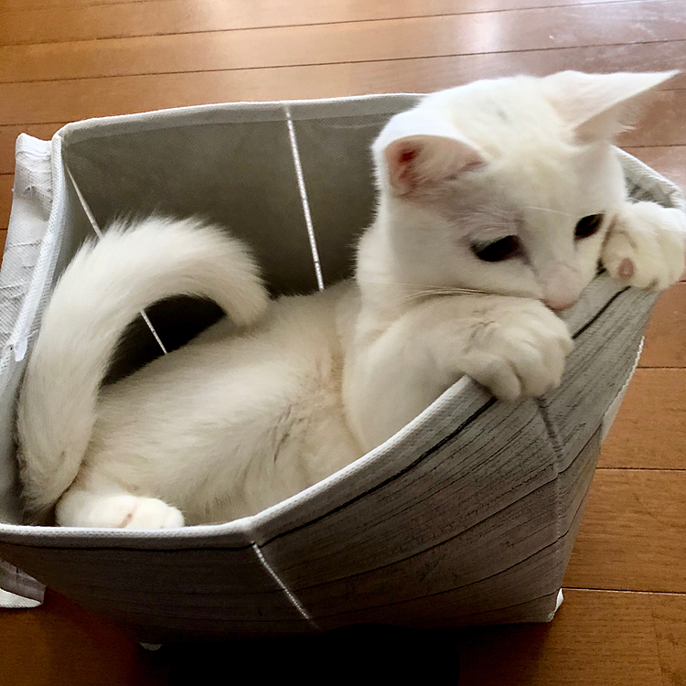 はこのなかだいすきにゃ🐾