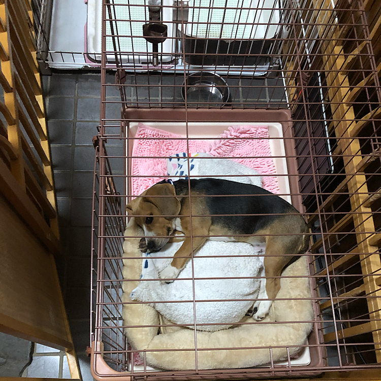 夕ご飯食べて遊んで、寝てるよ🐶🧢💤😆
今週また最低気温が下がる⤵️けど、ヒーター付けてるから大丈夫🙆♀️👌かな⁉️