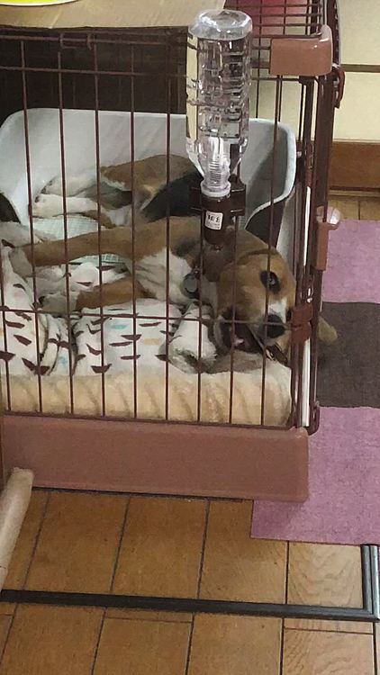 昨日の夜、鹿の角をガジガジ‼️😅
必死だね😆