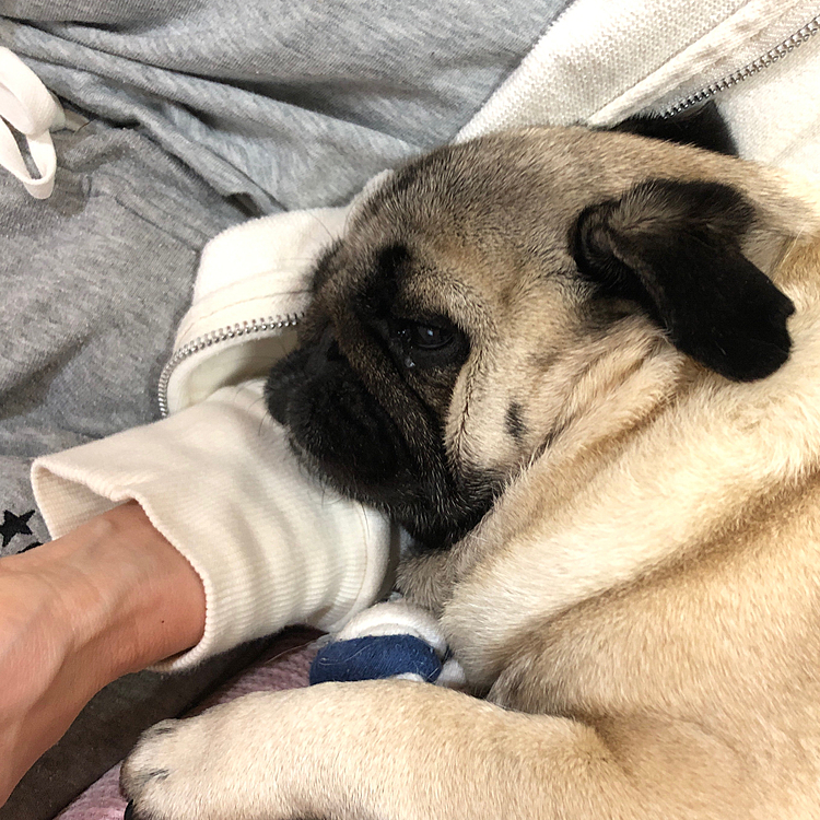 ママに甘えてる『ししまる』🐶
『ママ大好き』