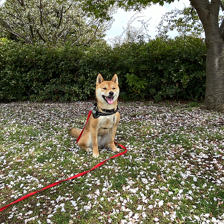 2021.03.30
大好きな公園でお散歩🌸
桜の木の下で🤳
今日は半袖でもいいくらいの陽気でした🥵