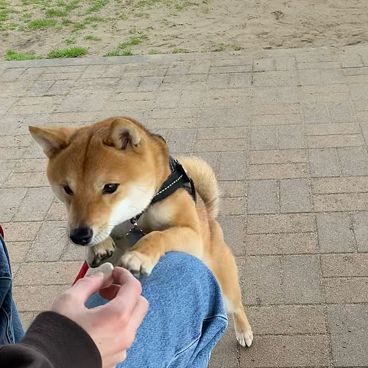 遊んだあと、おやつに夢中💕