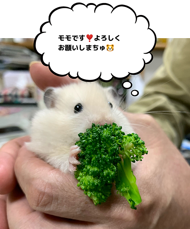 我家に来て２日目のモモちゃん🐹
里親で来たのですが、すごくアクティブで写真が間に合わない😰

