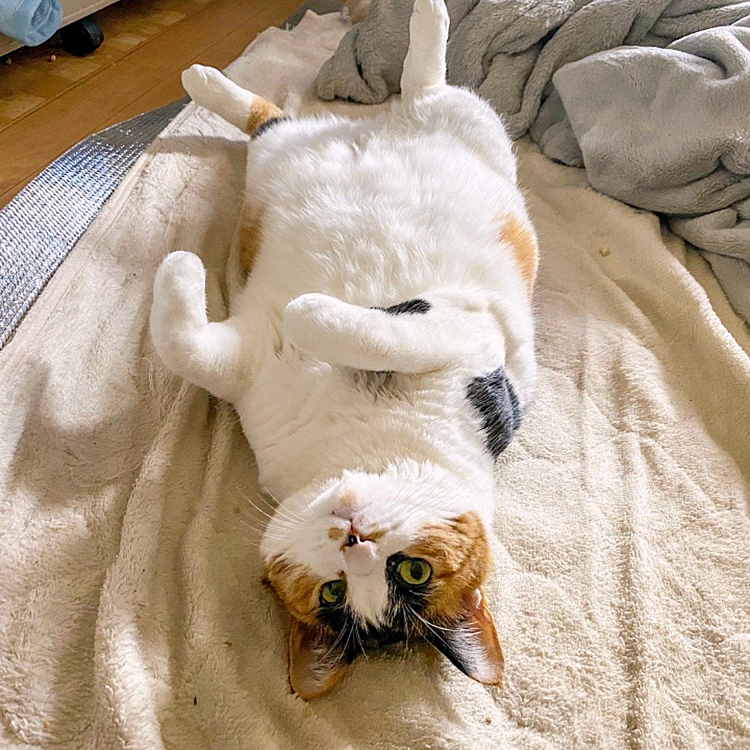 へそ天出し