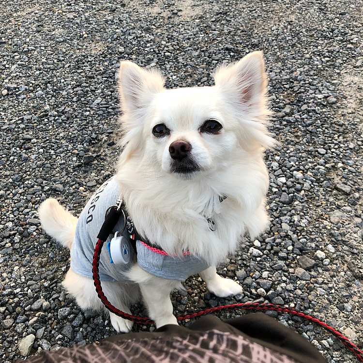 おはようございます☀
小雪は今朝も元気いっぱいお散歩してきました🎵🐶